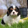 Tri colored Cavalier puppy sitting in the grass