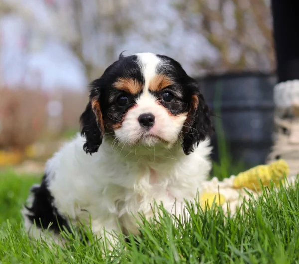 Tri colored Cavalier puppy sitting in the grass