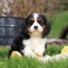 Tri colored Cavalier puppy playing on the lawn