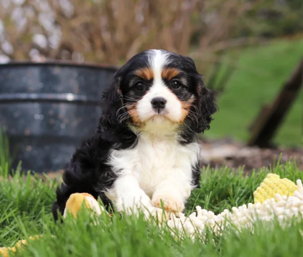 Tri colored Cavalier puppy playing on the lawn