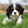 Tri colored Cavalier puppy posing for a picture