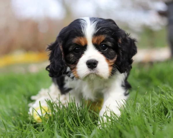 Tri colored Cavalier puppy posing for a picture