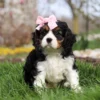 Cavalier puppy with pink ribbon on its head