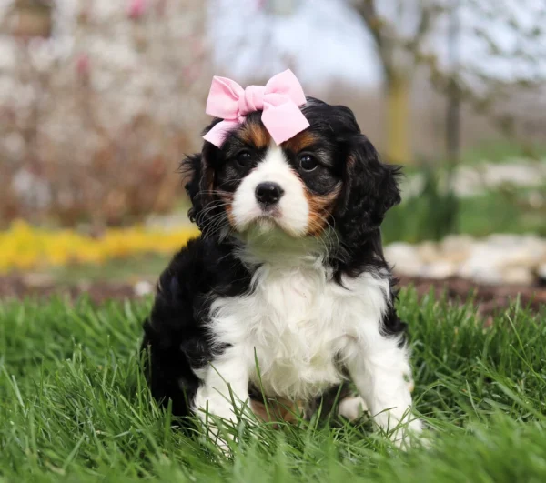 Cavalier puppy with pink ribbon on its head