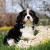 Cavalier puppy for adoption playing with toy in the yard