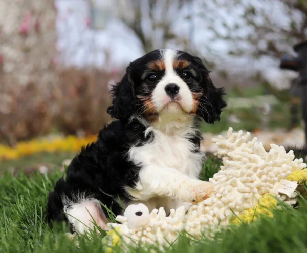 Cavalier puppy for adoption playing with toy in the yard
