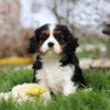 Cavalier puppy tricolored