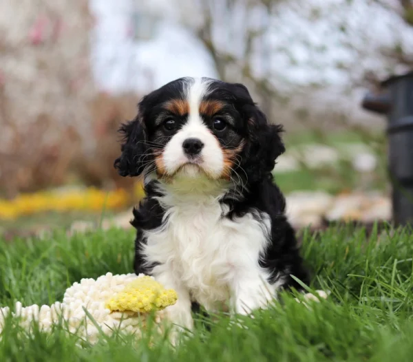 Cavalier puppy tricolored