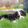 Tri colored Cavalier puppy laying in the grass