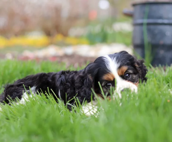 Tri colored Cavalier puppy laying in the grass