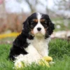 Puppy with toy