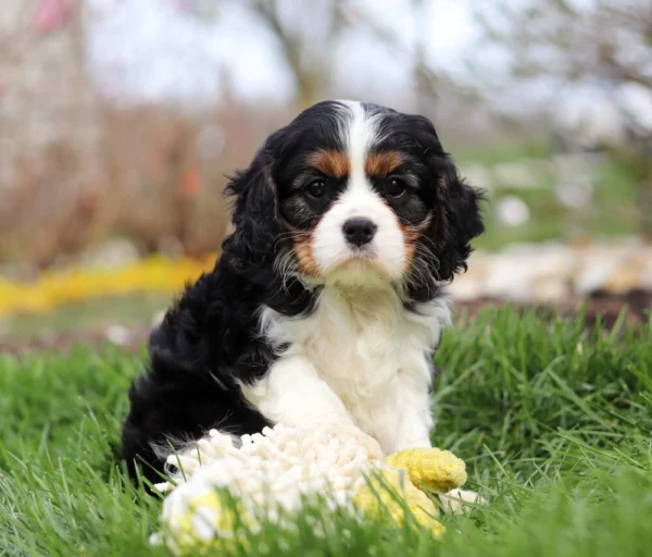 Puppy with toy
