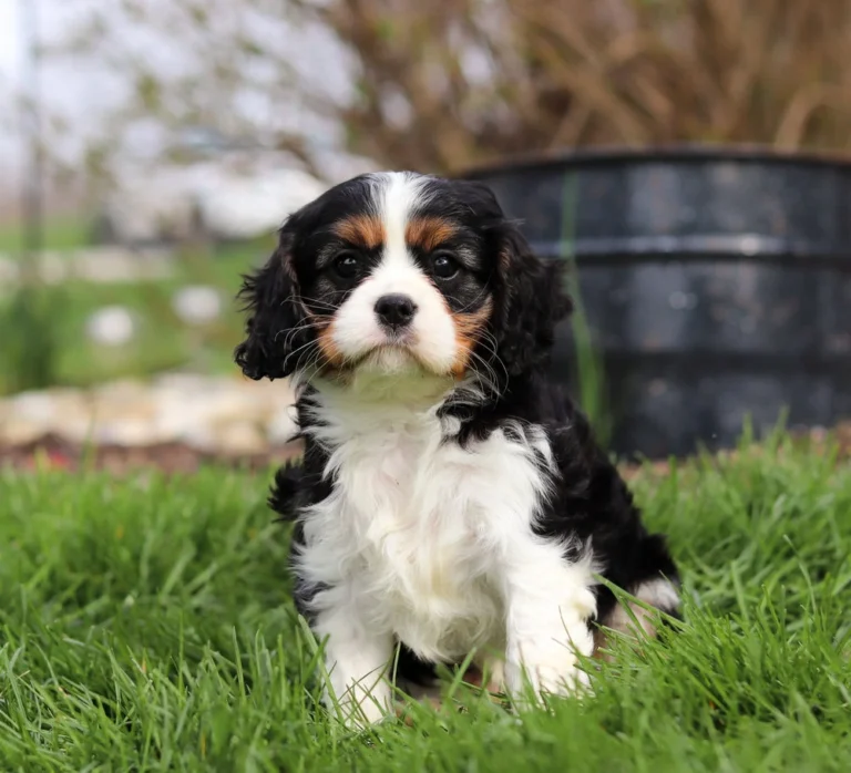 Tri colored Cavalier puppy sitting on in the grass