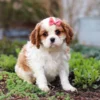 Tan and white Cavalier puppy