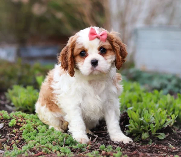 Tan and white Cavalier puppy