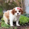 Cavalier puppy for adoption