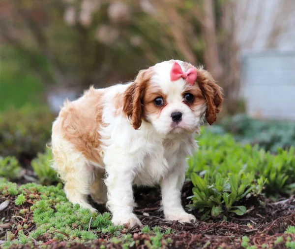 Cavalier puppy for adoption