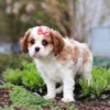 Cavalier puppy with pink ribbon