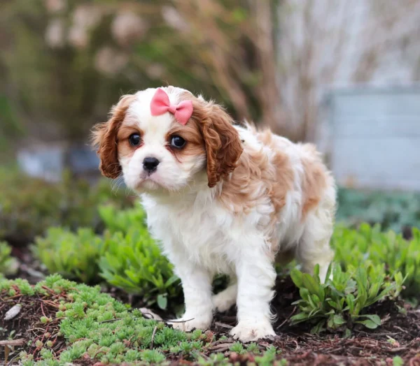 Cavalier puppy with pink ribbon