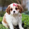 Cavalier puppy with pink ribbon sitting