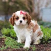 Cavalier puppy sitting for a pose