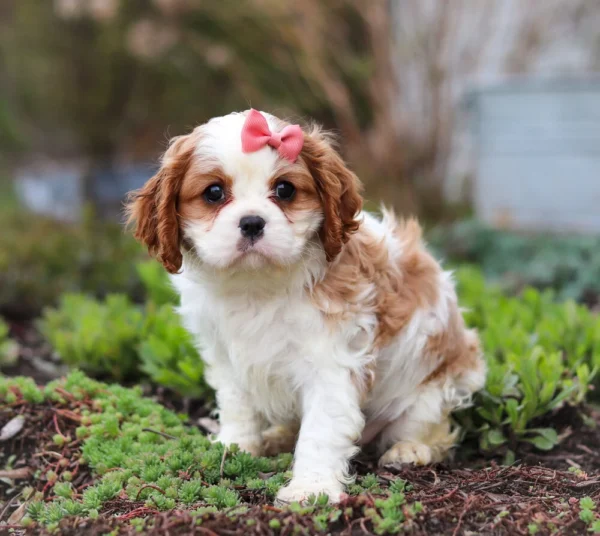 Cavalier puppy sitting for a pose