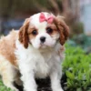 Cavalier puppy in the garden