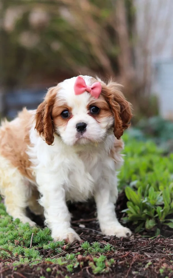 Cavalier puppy in the garden