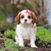 Brown and white Cavalier puppy