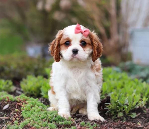 Brown and white Cavalier puppy