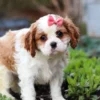 Brown and white Cavalier puppy with pink ribbon