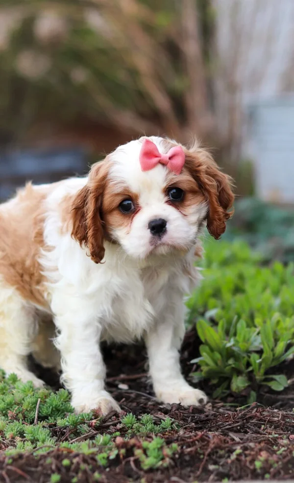 Brown and white Cavalier puppy with pink ribbon