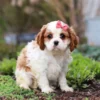 Cavalier puppy with pink ribbon available for sale