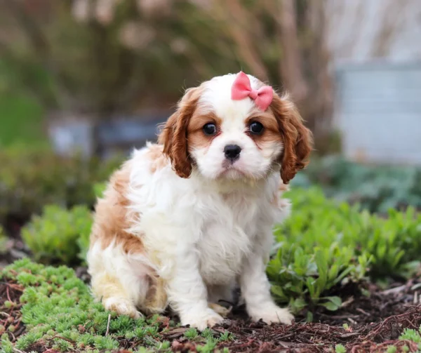 Cavalier puppy with pink ribbon available for sale
