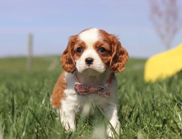Brown and white Cavalier puppy
