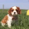 Brown and white Cavalier puppy sitting on the lawn