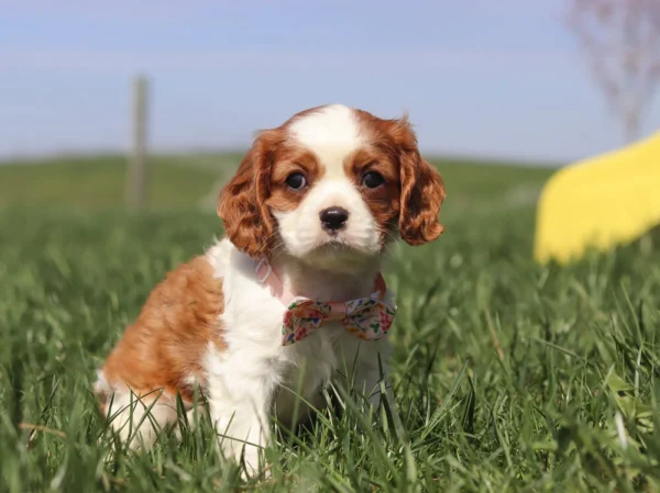 Brown and white Cavalier puppy sitting on the lawn