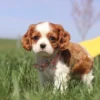 Brown and white Cavalier puppy in the grass