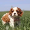 Brown and white Cavalier puppy available for adoption