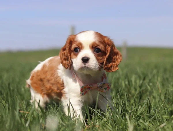 Brown and white Cavalier puppy available for adoption