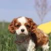 Brown and white Cavalier puppy by a yellow slide