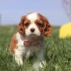 Cavalier puppy standing by a yellow slide