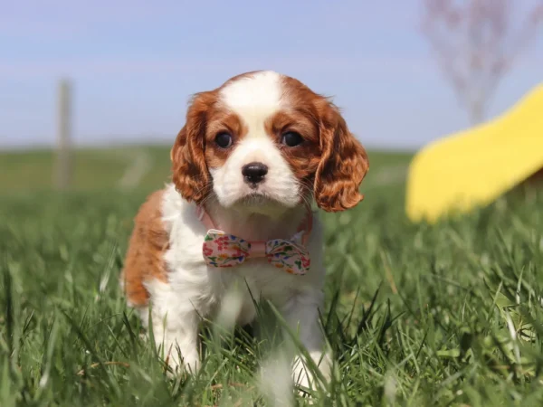 Cavalier puppy standing by a yellow slide