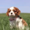 Cavalier puppy posing for a picture in the grass