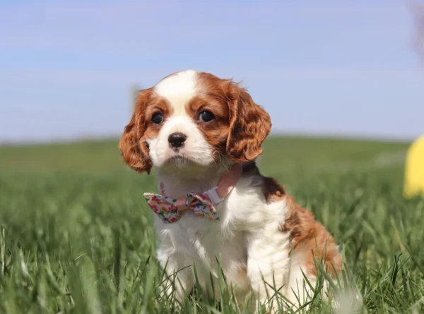 Cavalier puppy posing for a picture in the grass