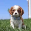 Cavalier puppy with checkered blue ribbon