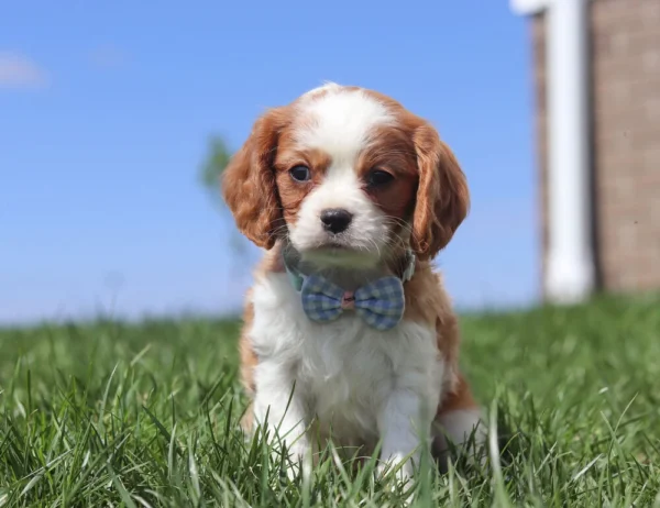 Cavalier puppy with checkered blue ribbon