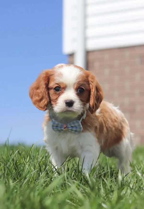 Cavalier puppy with checkered blue ribbon playing outside