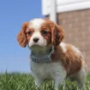 Cavalier puppy with checkered blue ribbon ready for adoption