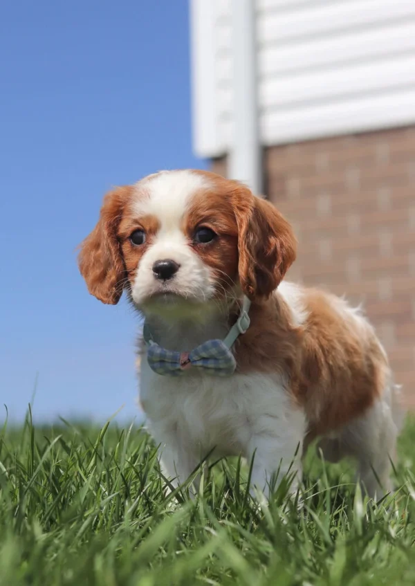 Cavalier puppy with checkered blue ribbon ready for adoption